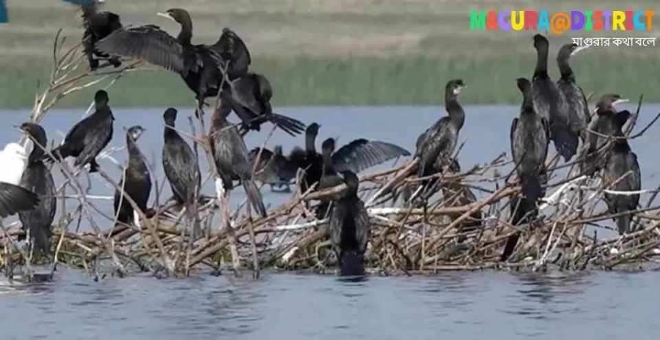 অতিথি পাখিদের আগমনে মুখরিত মাগুরা মহম্মদপুরের ঘোপ বাঁওড়