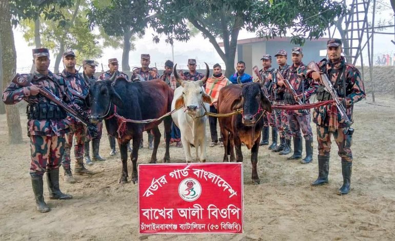 ৫৩ বিজিবির অভিযানে সীমান্তে গরু জব্দ, গরু চোরাকারবারী আটক