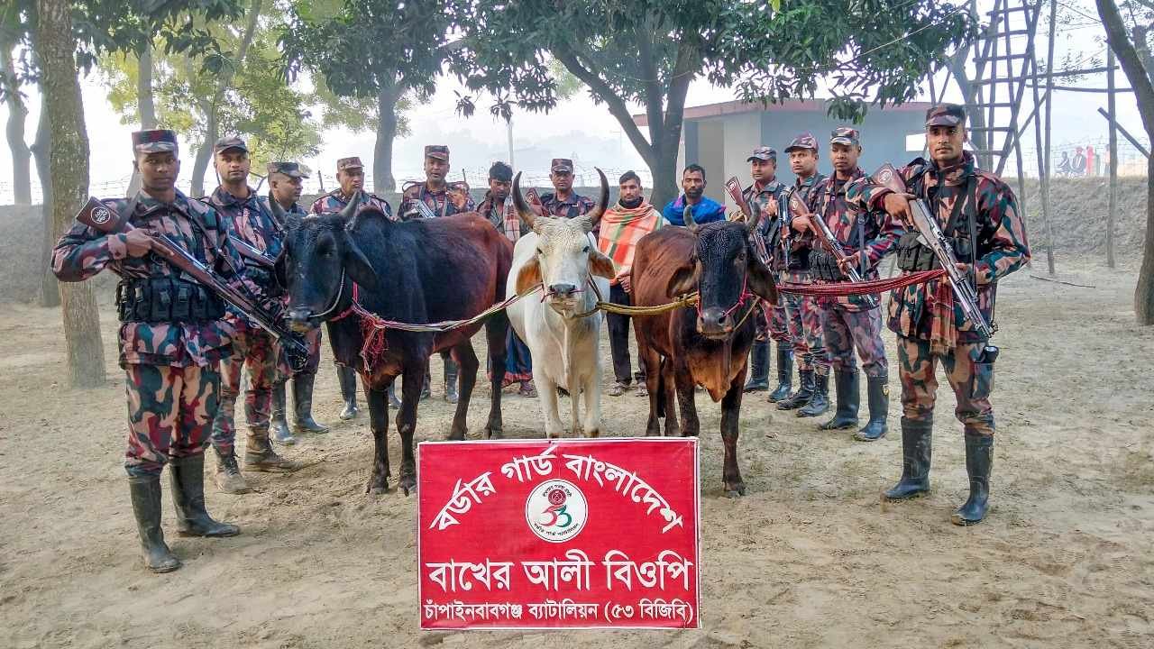 ৫৩ বিজিবির অভিযানে সীমান্তে গরু জব্দ, গরু চোরাকারবারী আটক